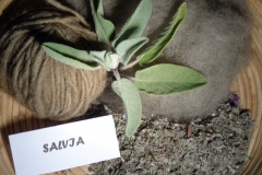 salvia