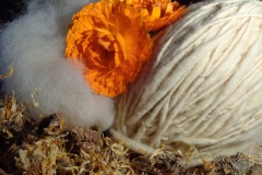 calendula