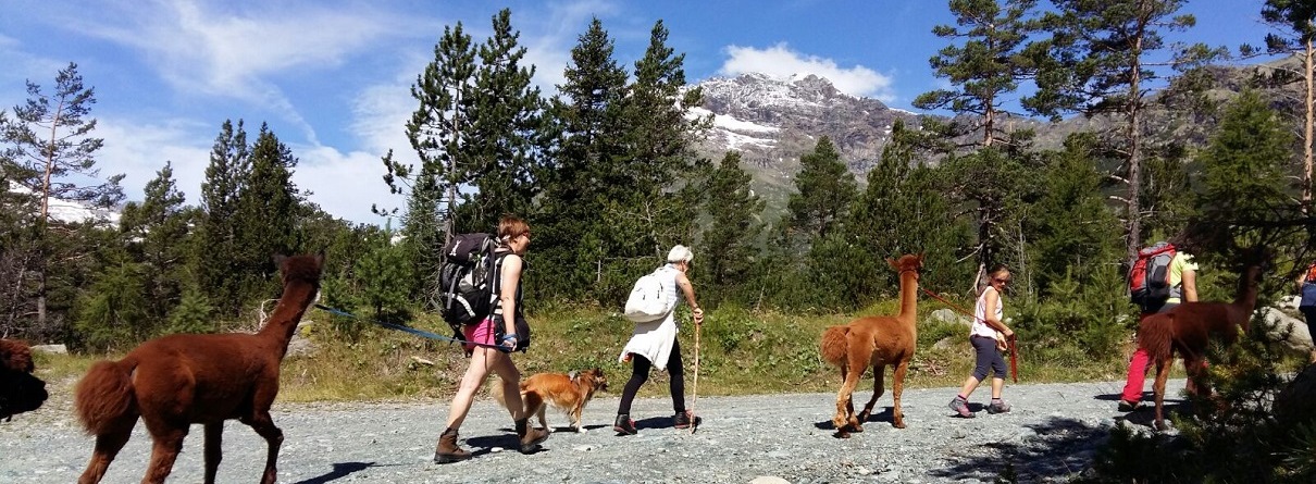 Alpaca trekking